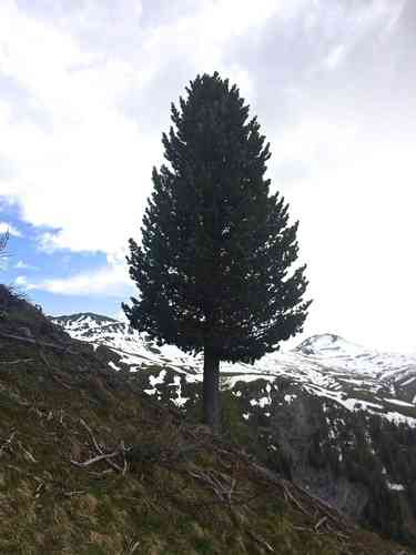 Swiss stone pine