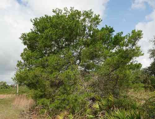 Sand pine