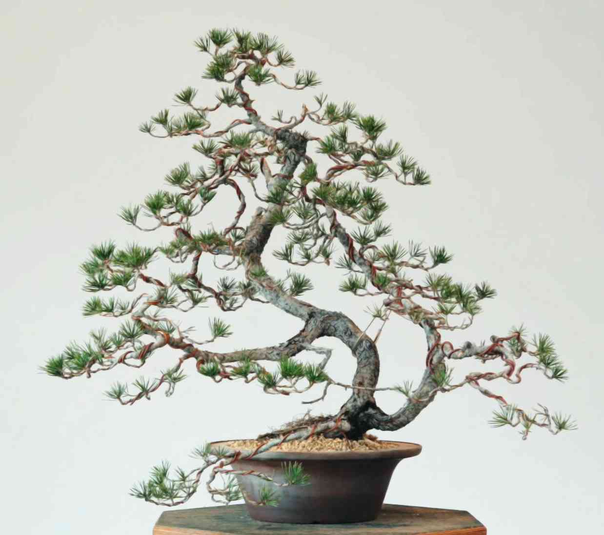 Lodgepole pine