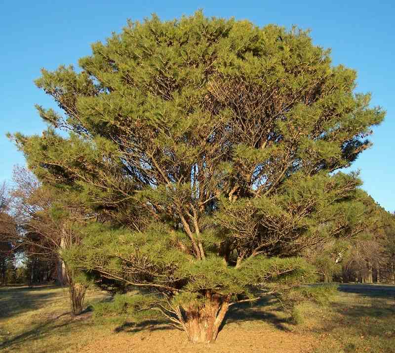Japanese red pine