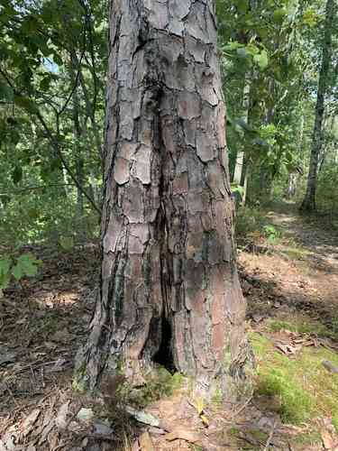Shortleaf pine