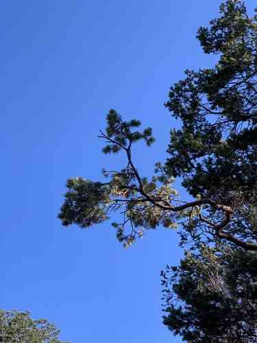 Pinyon pine
