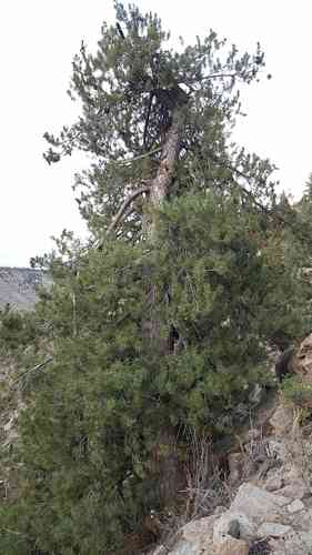 Limber pine
