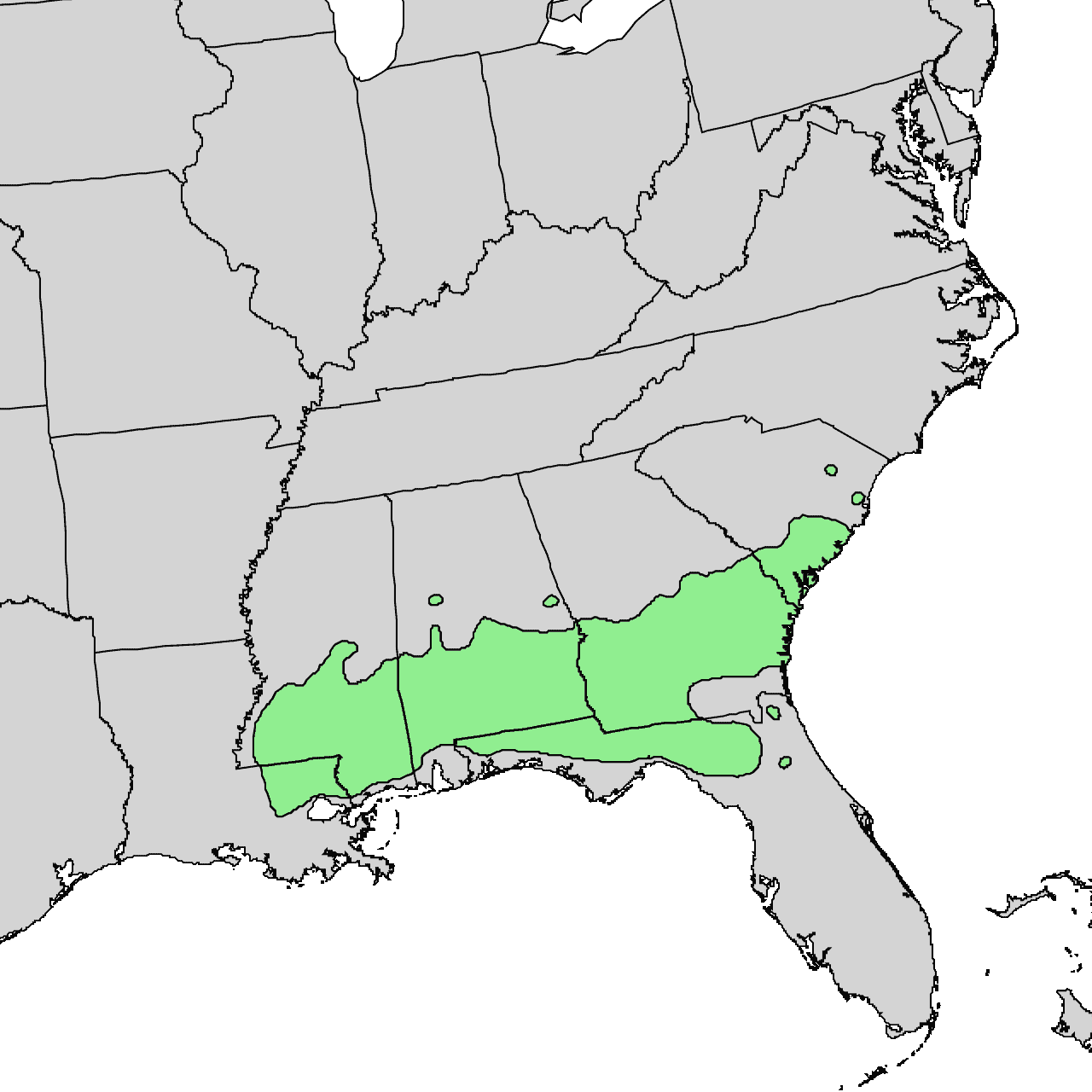 Spruce pine