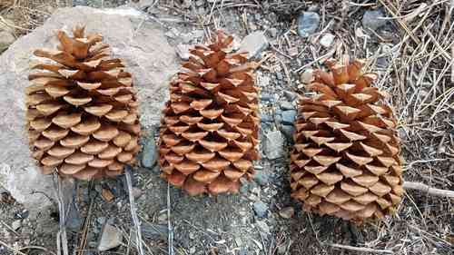 Jeffrey pine