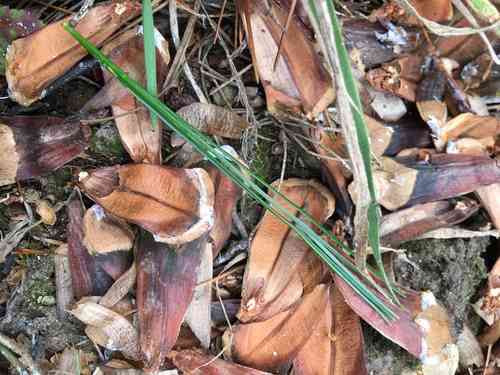 Western white pine