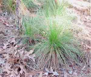 Longleaf pine