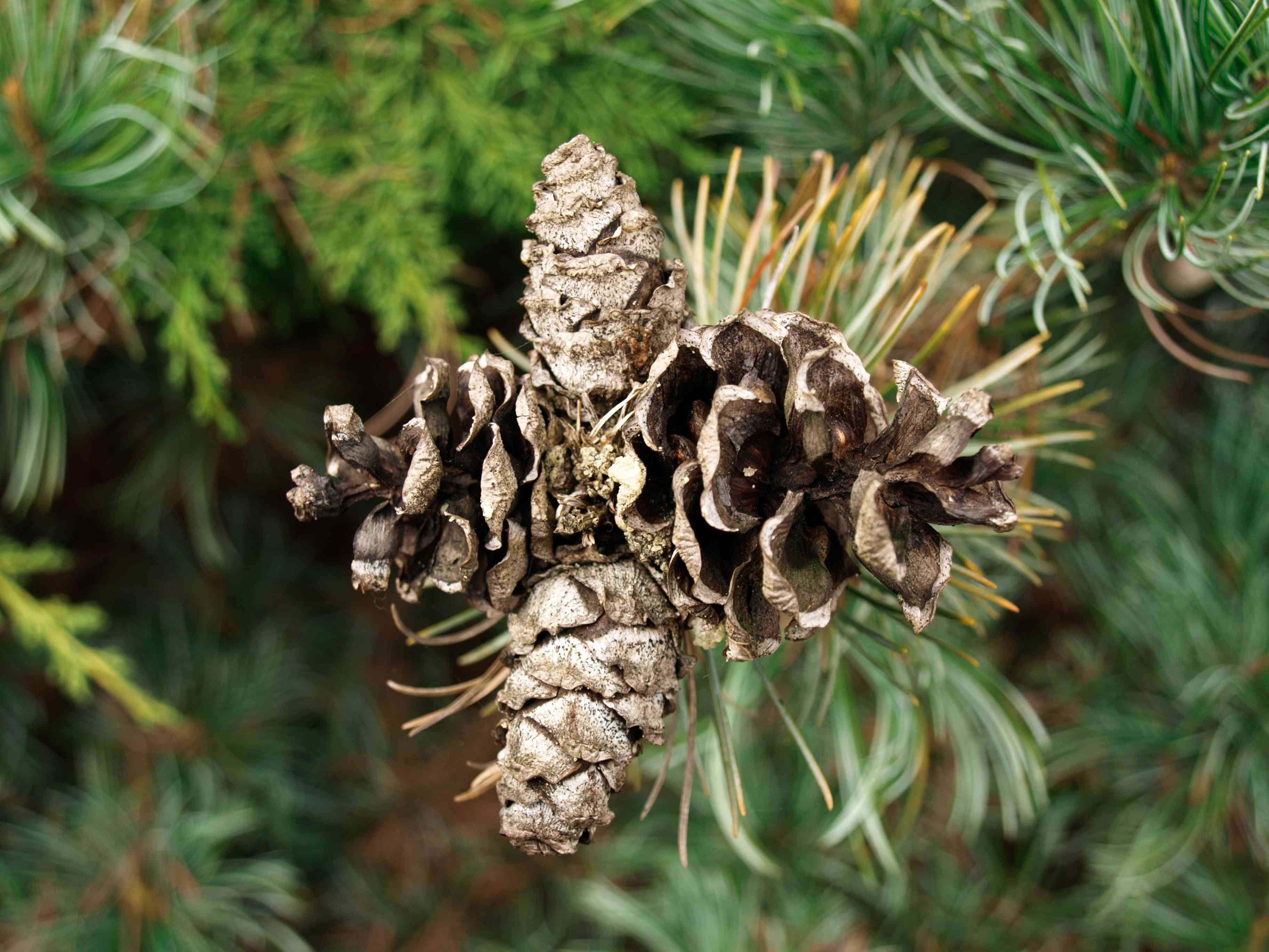 Japanese white pine