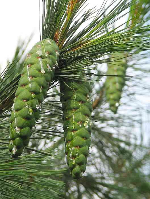 Balkan pine