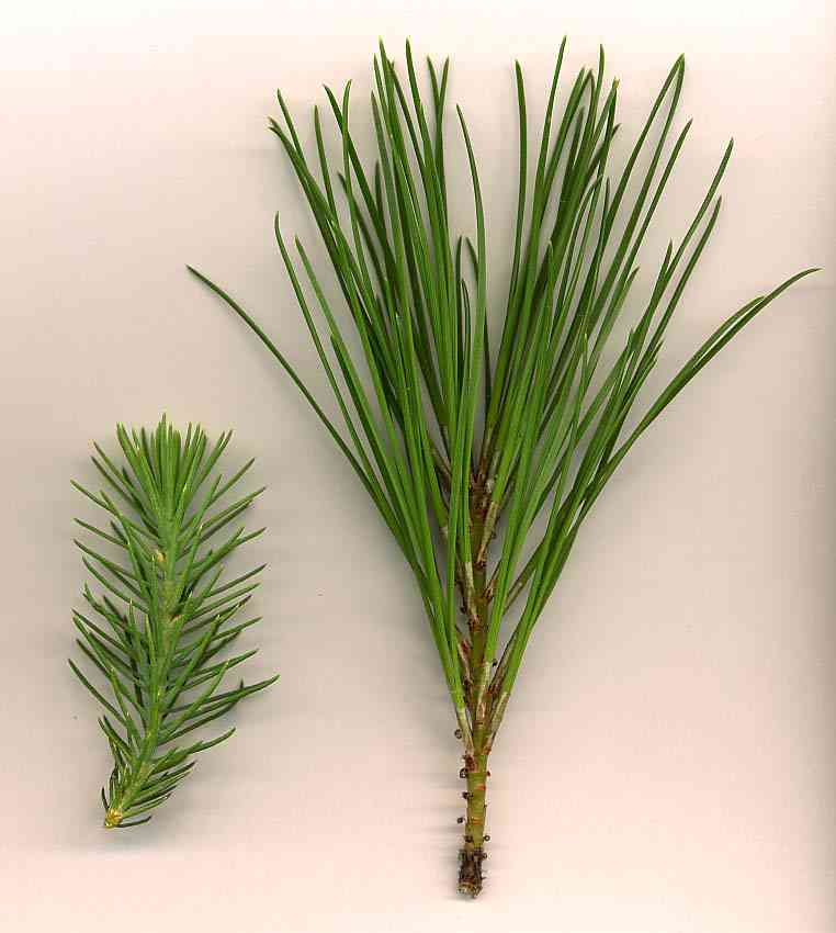 Italian stone pine