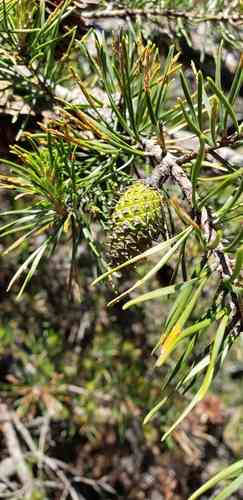 Table mountain pine