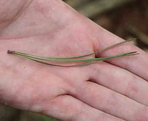 Pitch pine