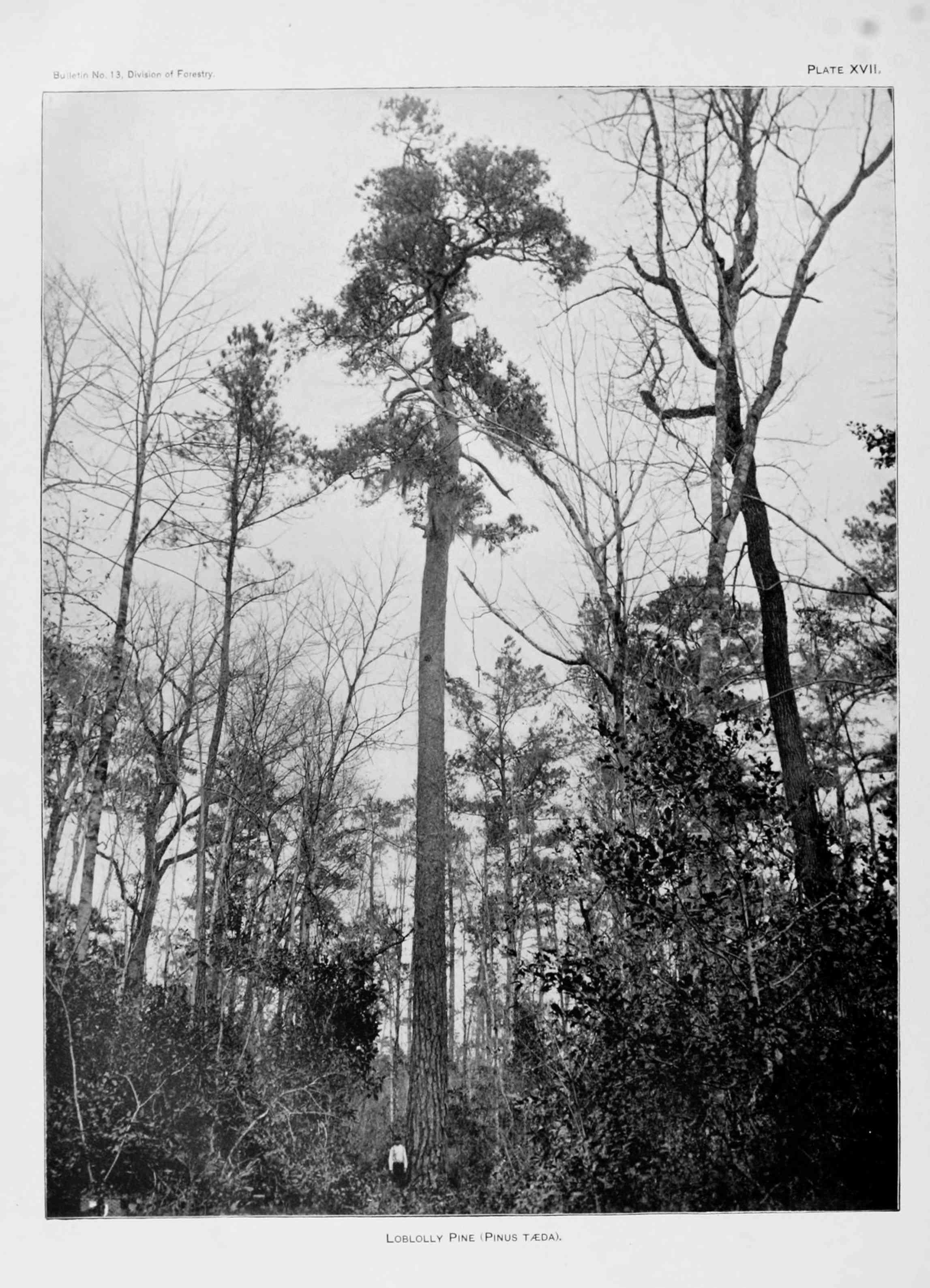 Loblolly pine