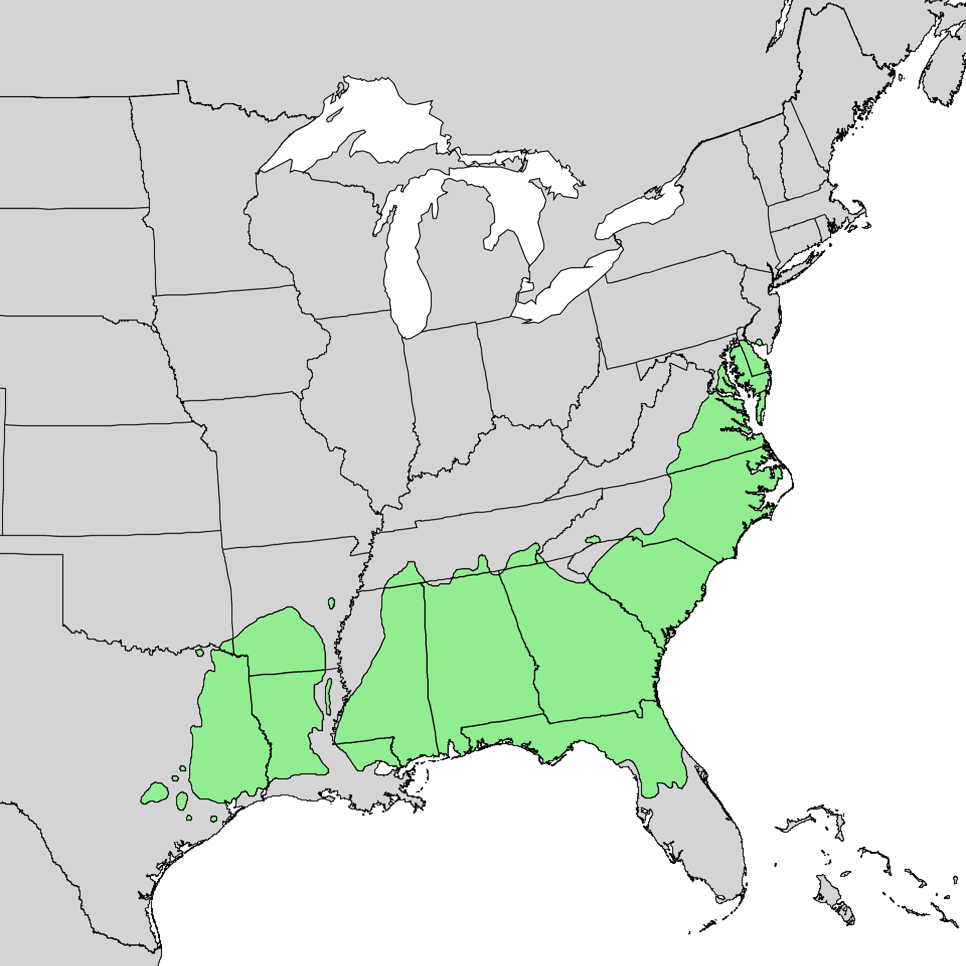 Loblolly pine