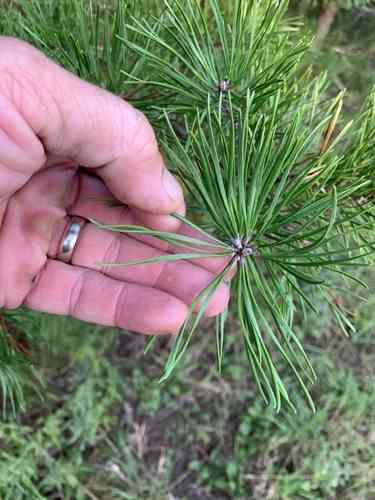 Virginia pine