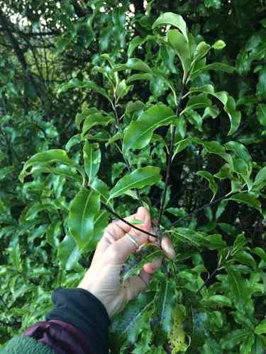 Lemonwood