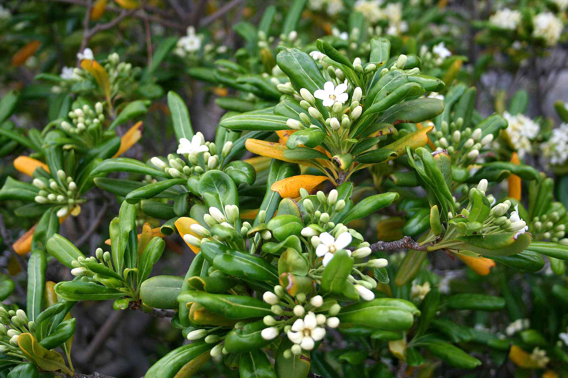 Japanese pittosporum