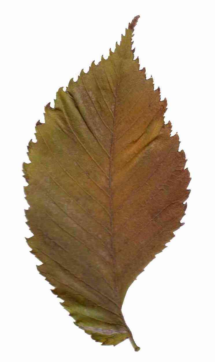 Water elm