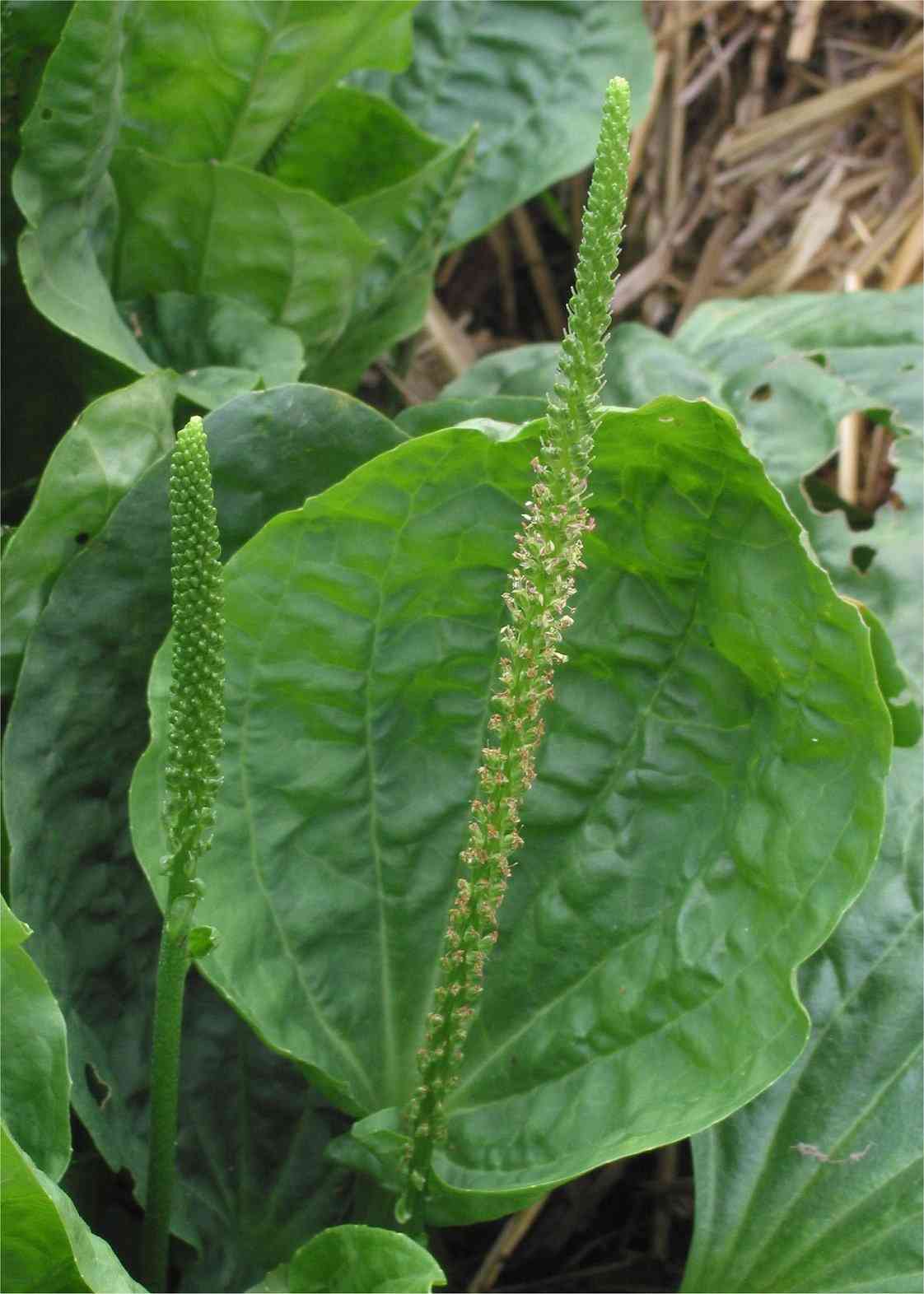 Common plantain