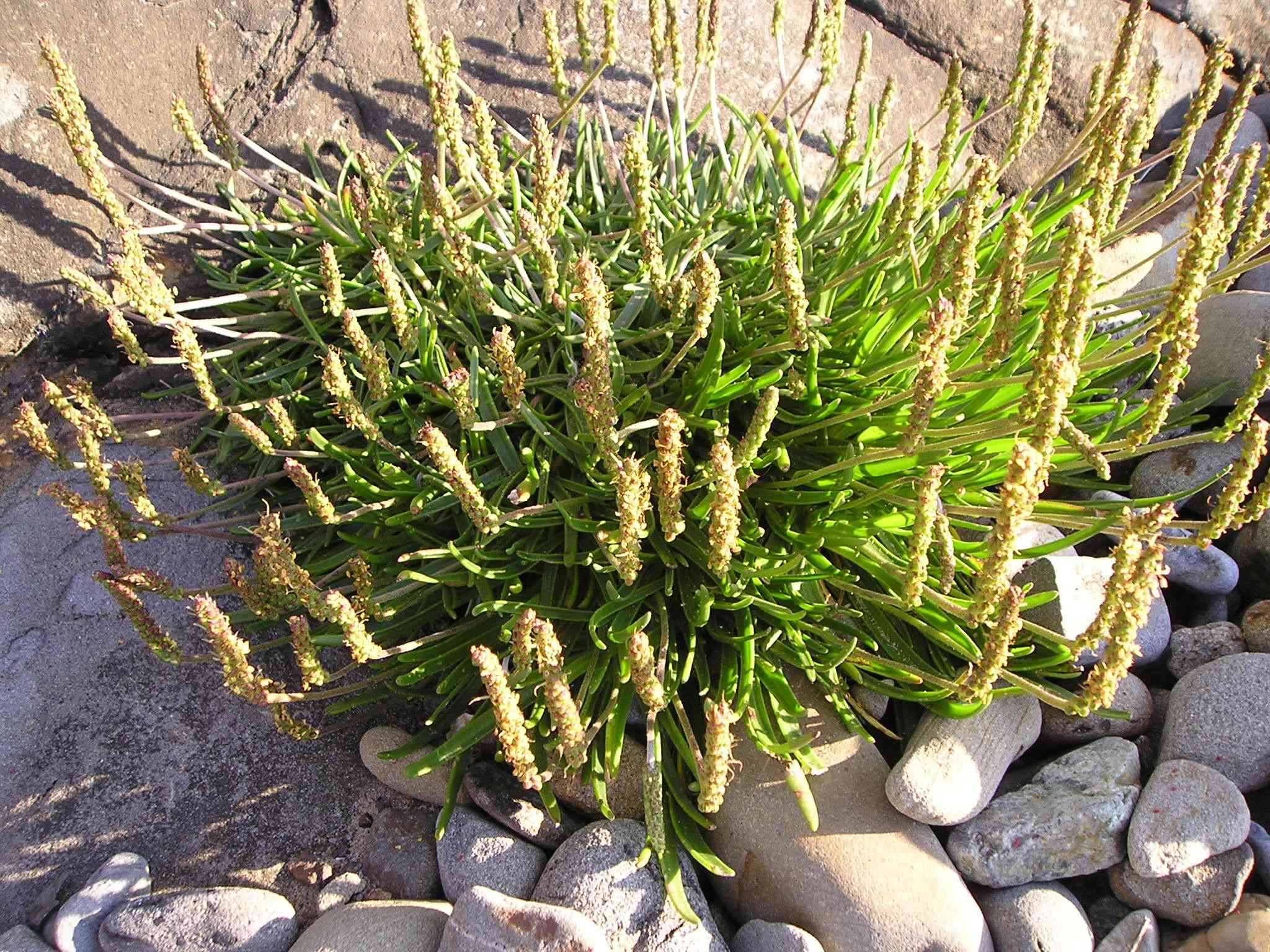 Sea plantain