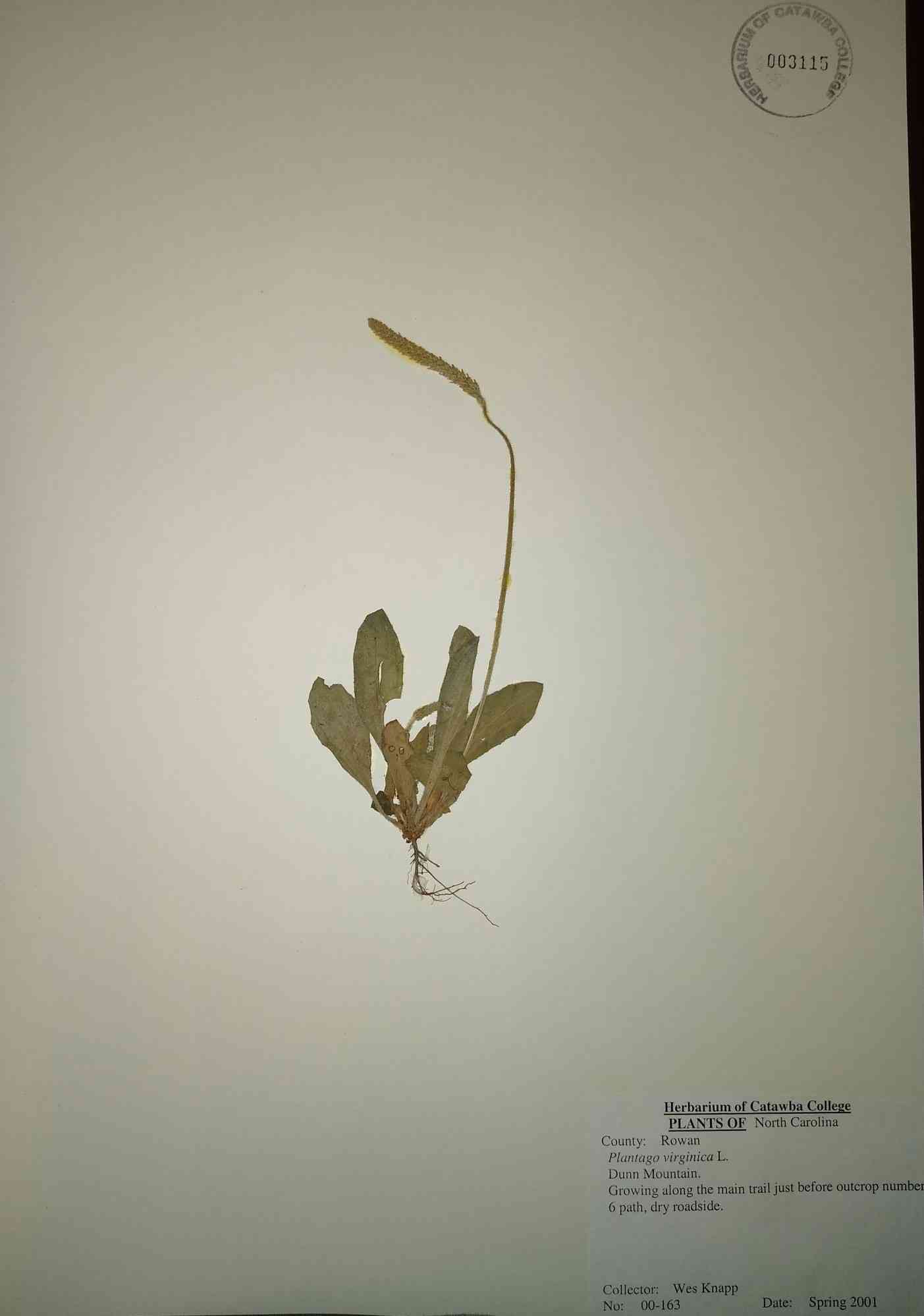 Virginia plantain