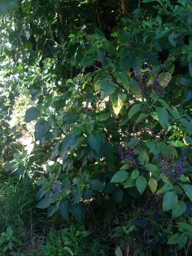 Large spur-flower