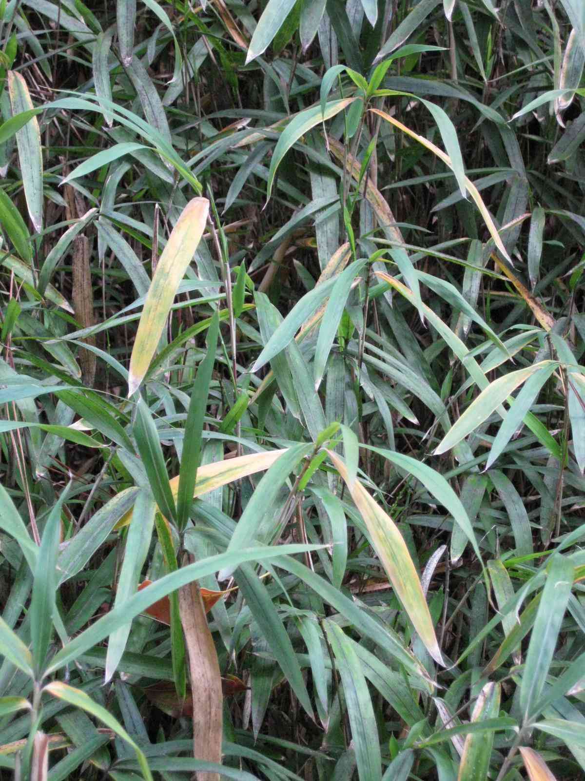 Dwarf white-stripe bamboo