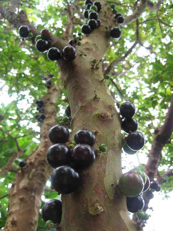 Jaboticaba tree