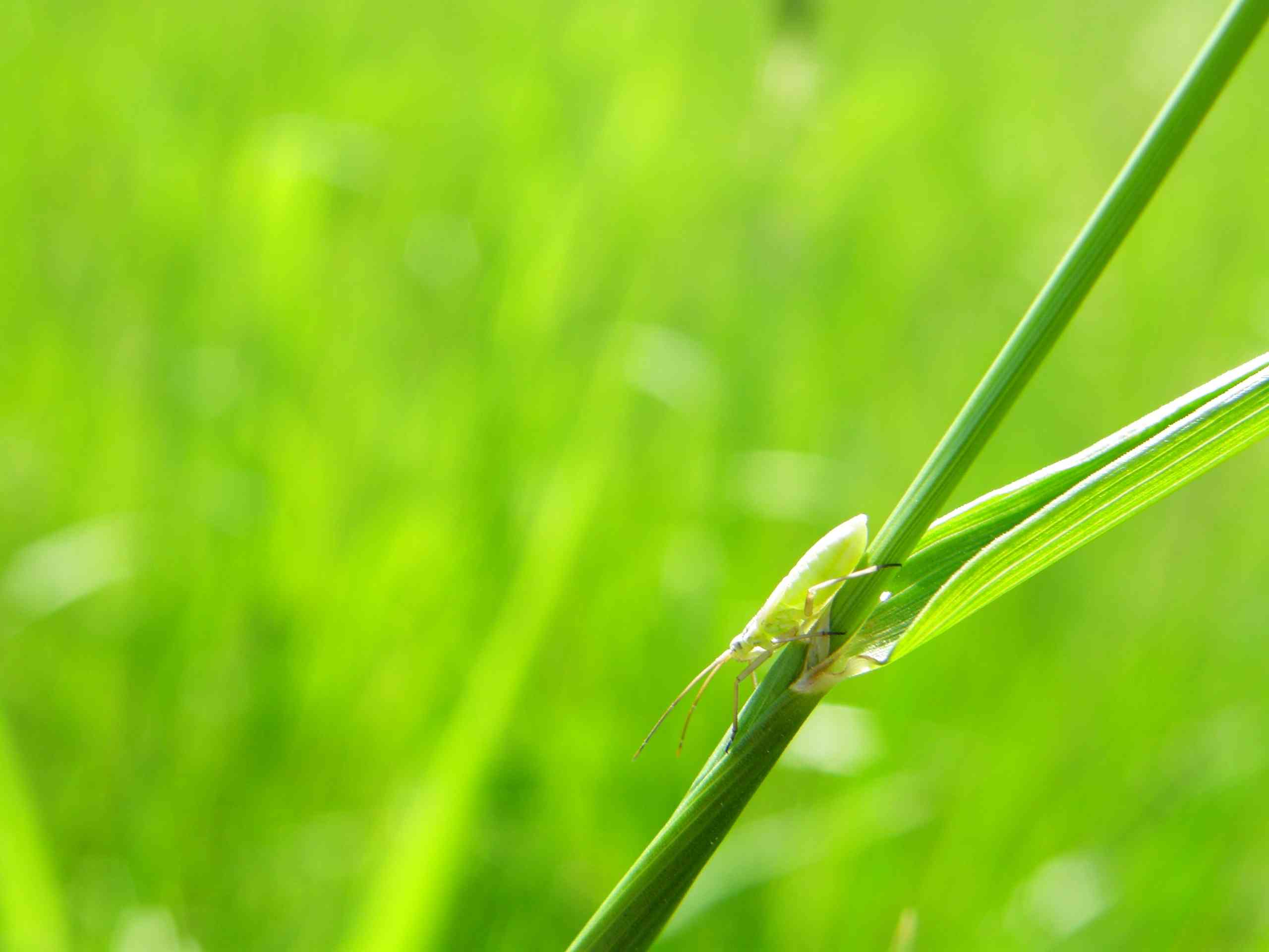 Kentucky bluegrass