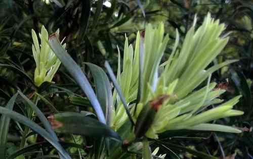 Real yellowwood