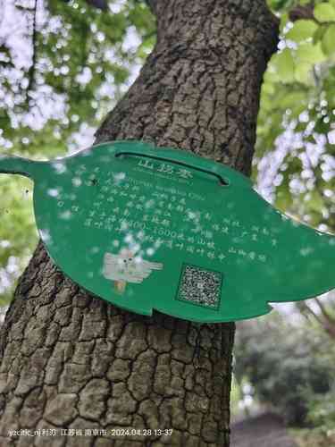Chinese pearl-bloom tree