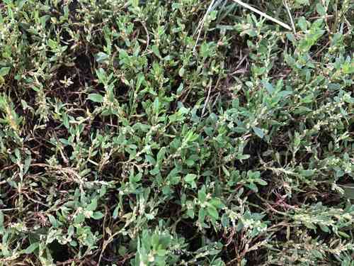 Prostrate knotweed