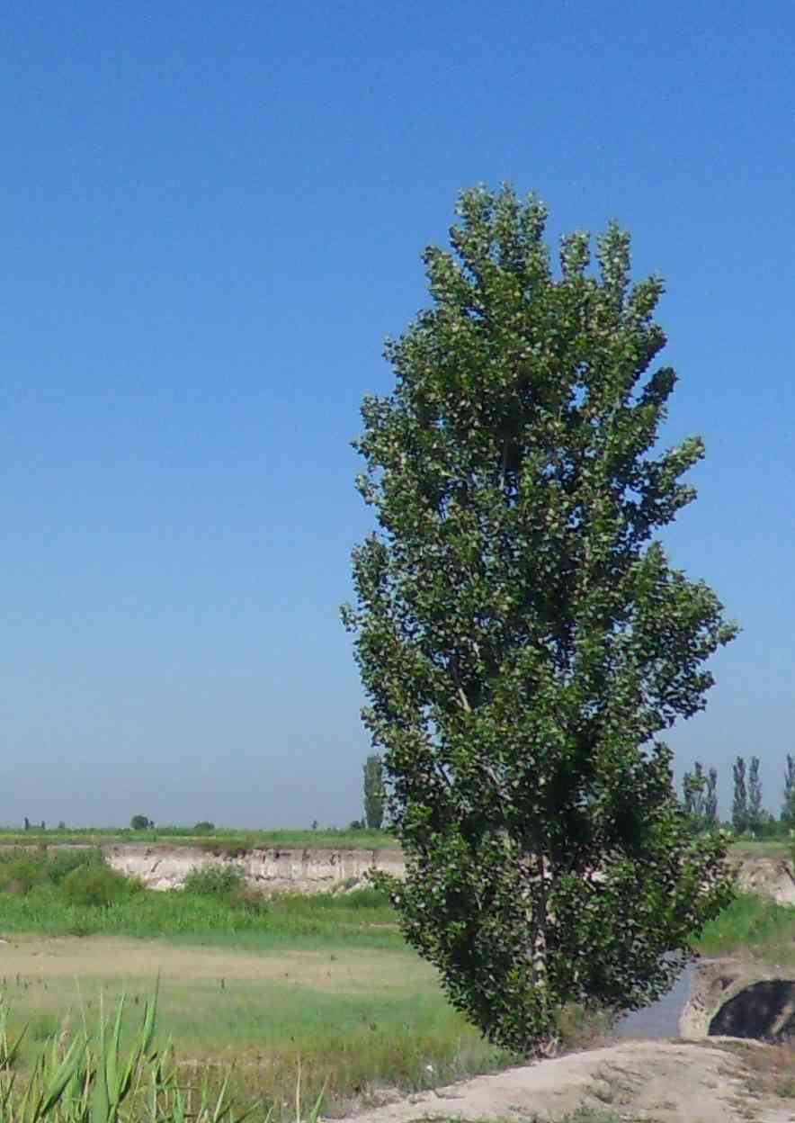 White poplar