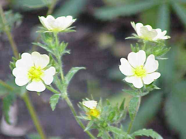 Sulphur cinquefoil