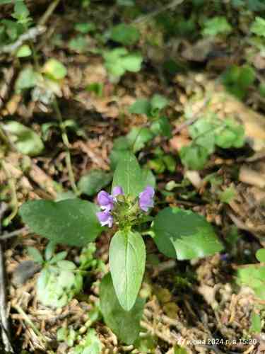 Common selfheal