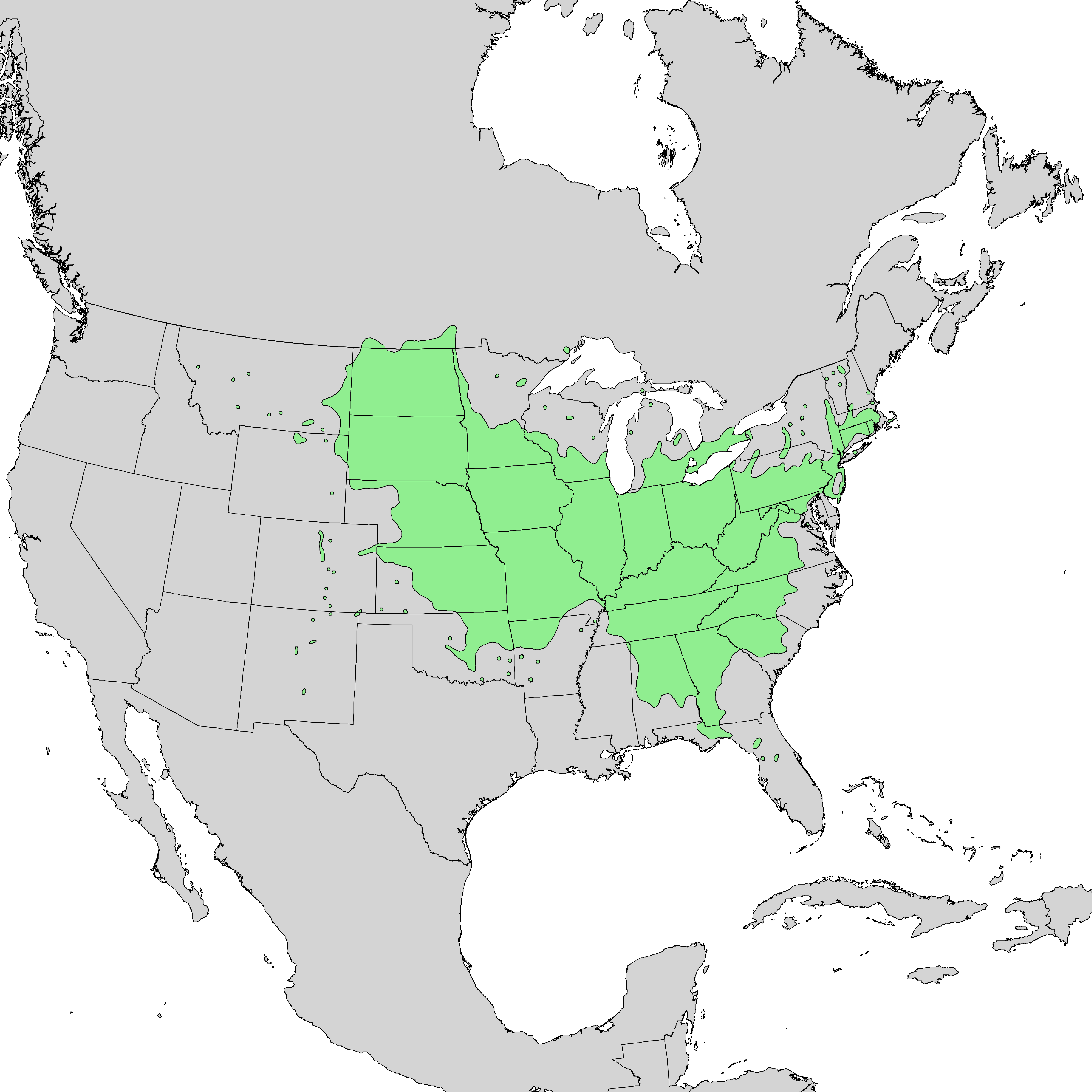 American plum