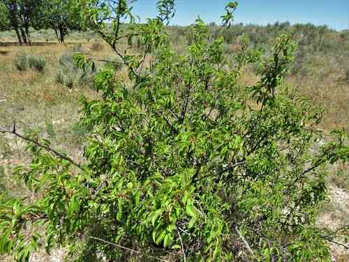 Chickasaw plum
