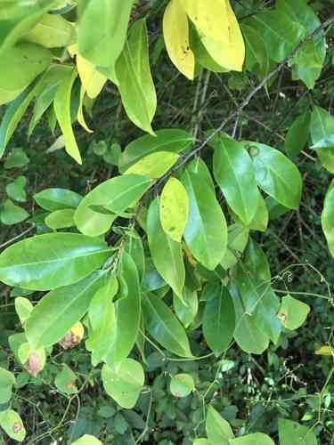 Carolina cherry laurel
