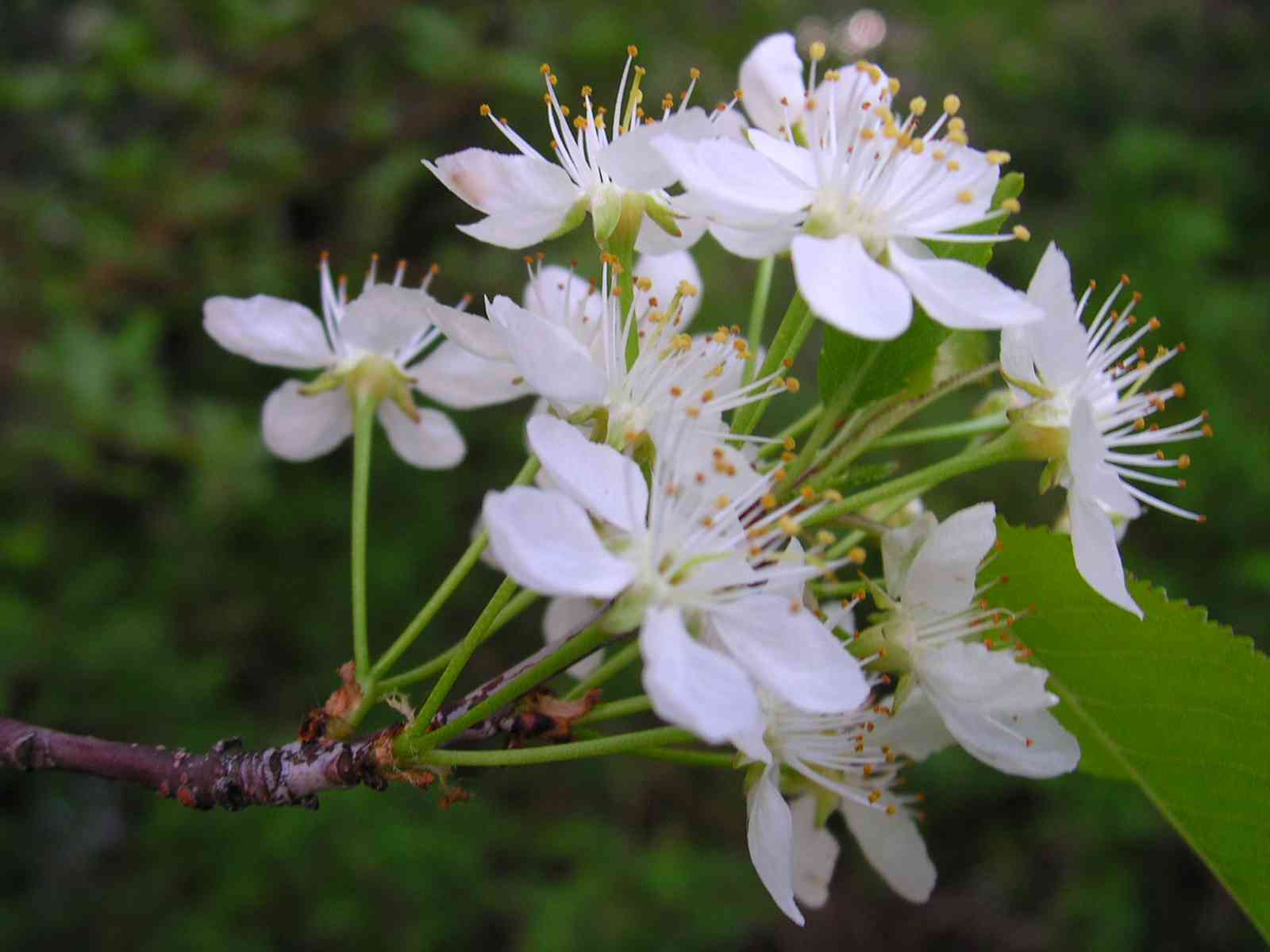 Pin cherry