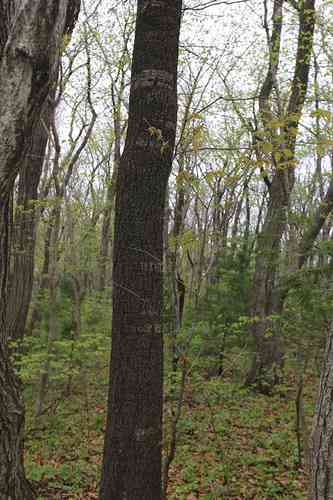 Sargent's cherry