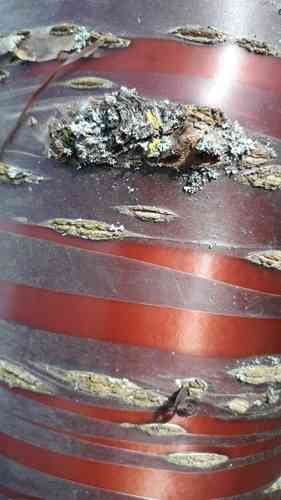Tibetan cherry