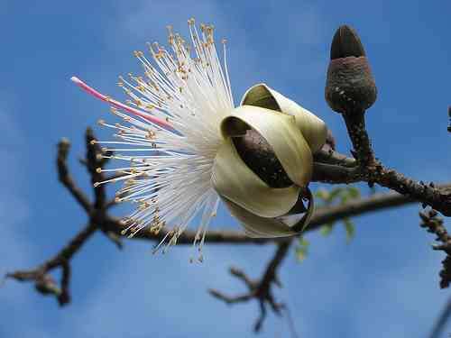 Shaving Brush Tree