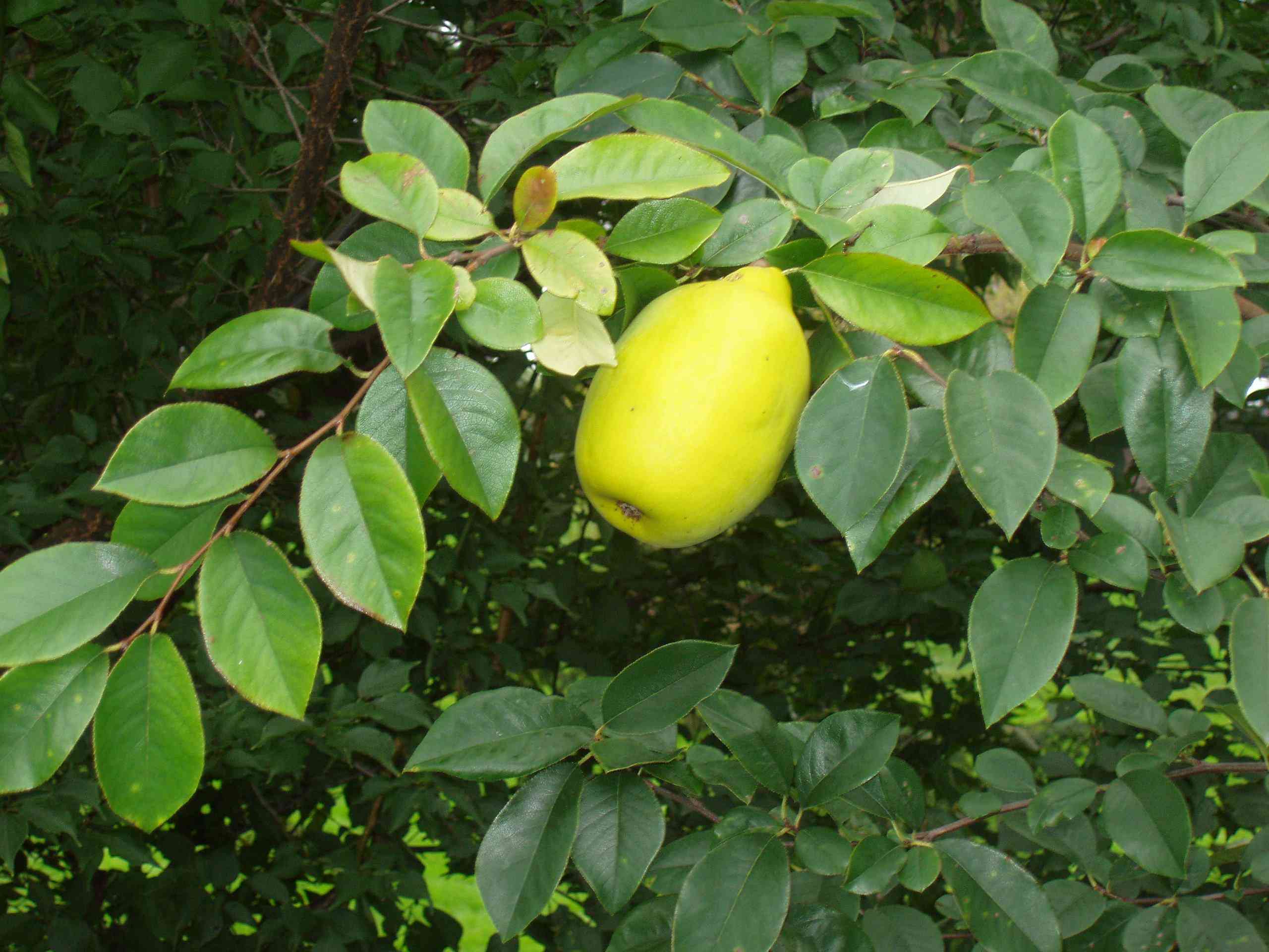 Chinese quince
