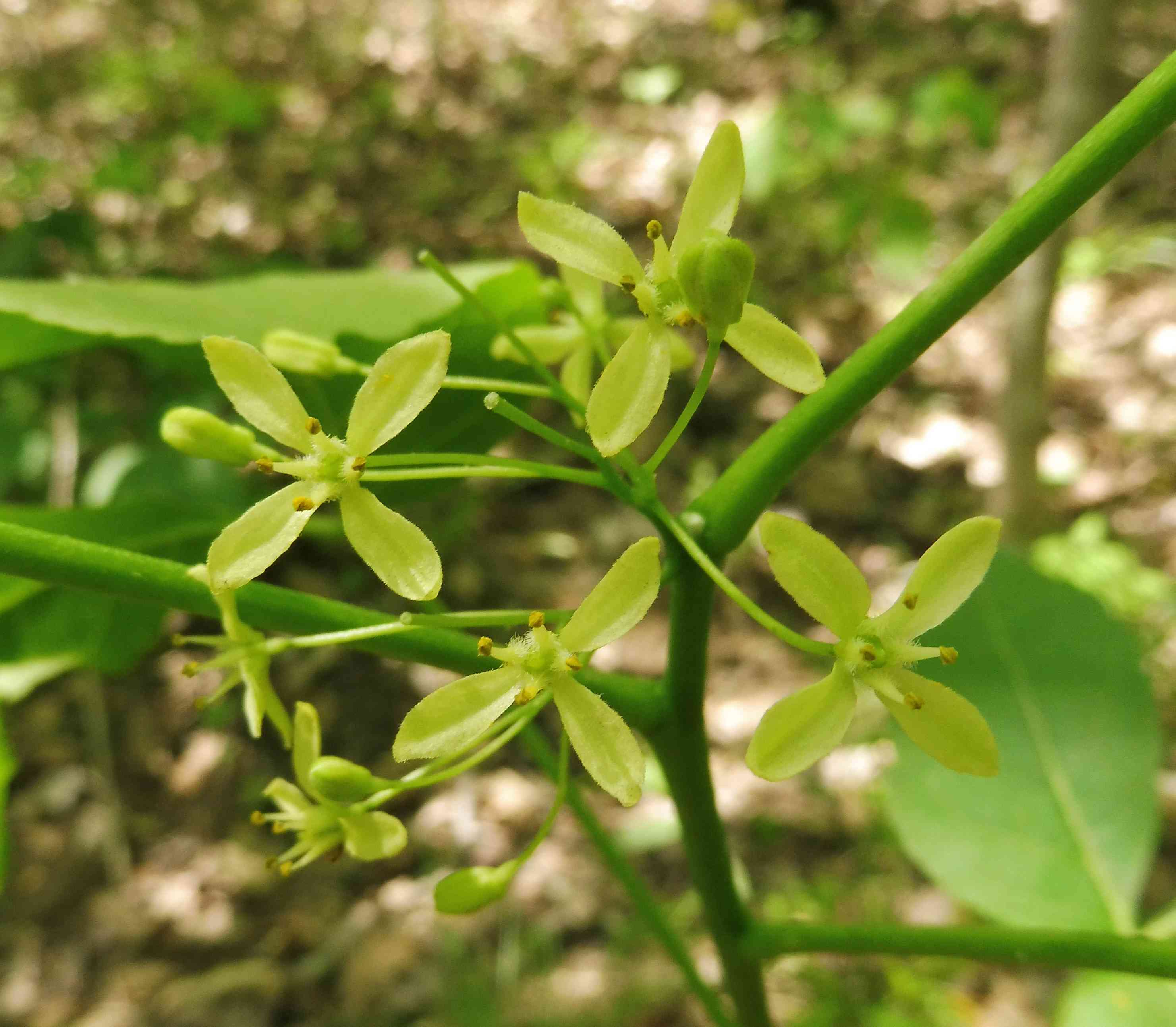 Common Hoptree