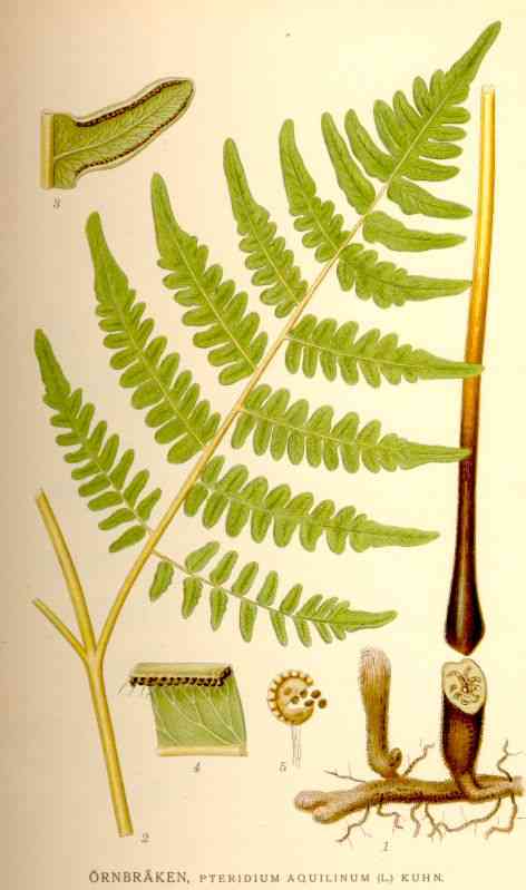 Western brackenfern