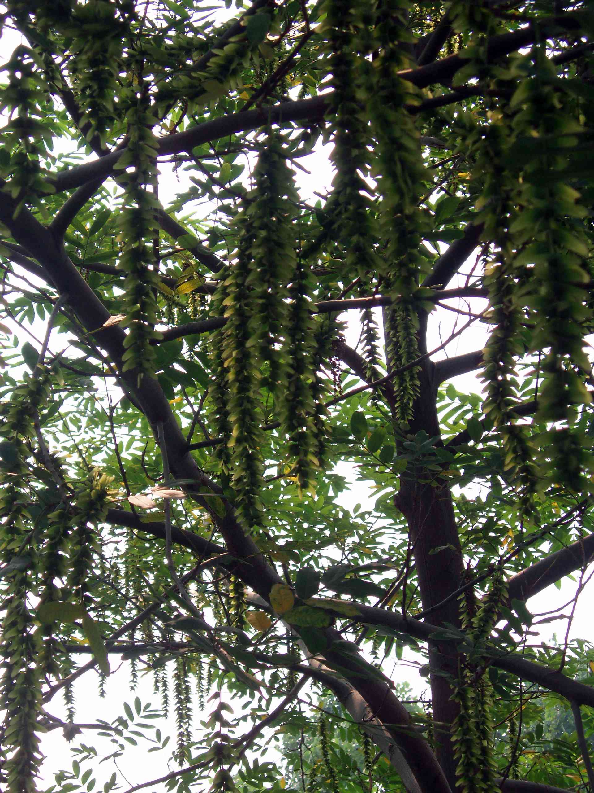 Chinese wingnut