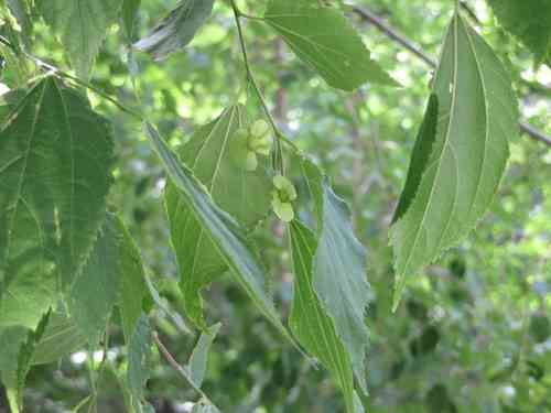 Blue sandalwood