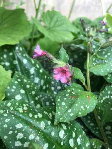 Common lungwort