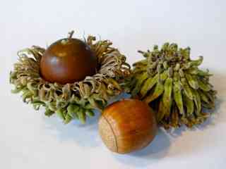 Sawtooth oak