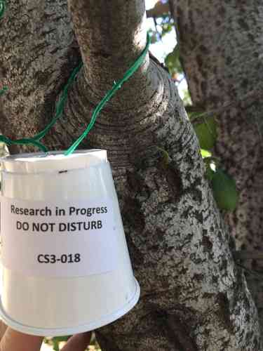 Coast live oak